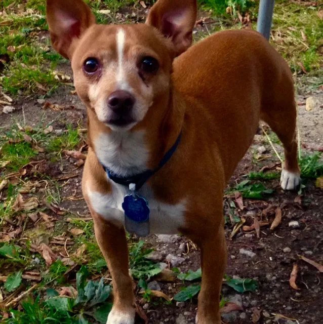 Pea Ridge Veterinary Clinic 10