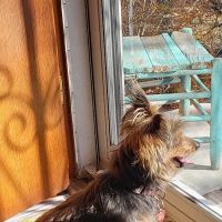 Trigg County Veterinary Clinic ico