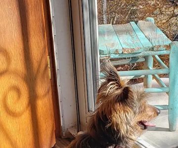 Trigg County Veterinary Clinic