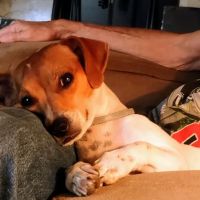 Little River Veterinary Clinic ico