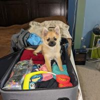 Bluegrass Veterinary Services, PLLC ico