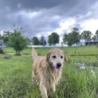 Rough River Veterinary Clinic ico