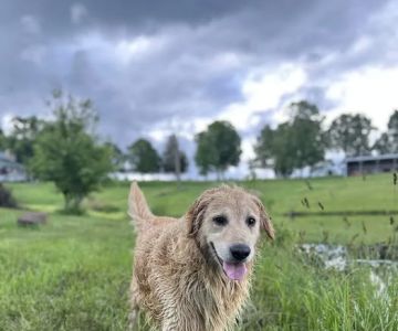 Rough River Veterinary Clinic