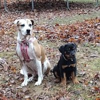 Ohio County Animal Clinic PLLC ico