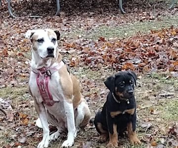 Ohio County Animal Clinic PLLC