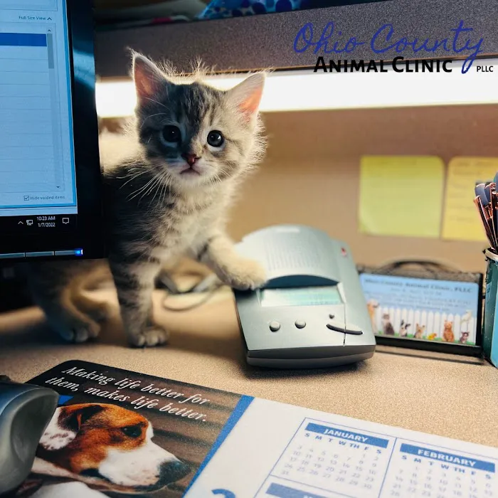 Ohio County Animal Clinic PLLC 5