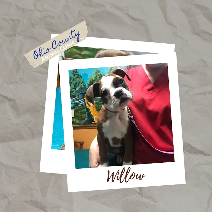 Ohio County Animal Clinic PLLC 9