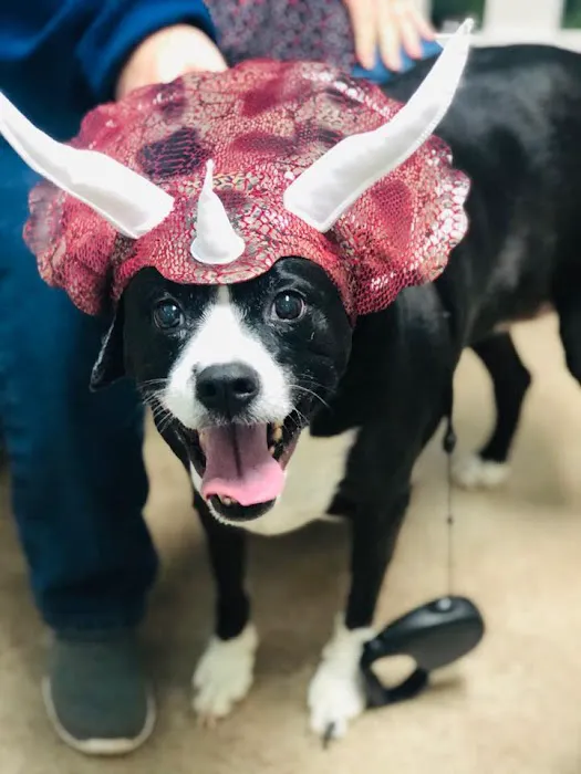 Ohio County Animal Clinic PLLC 6