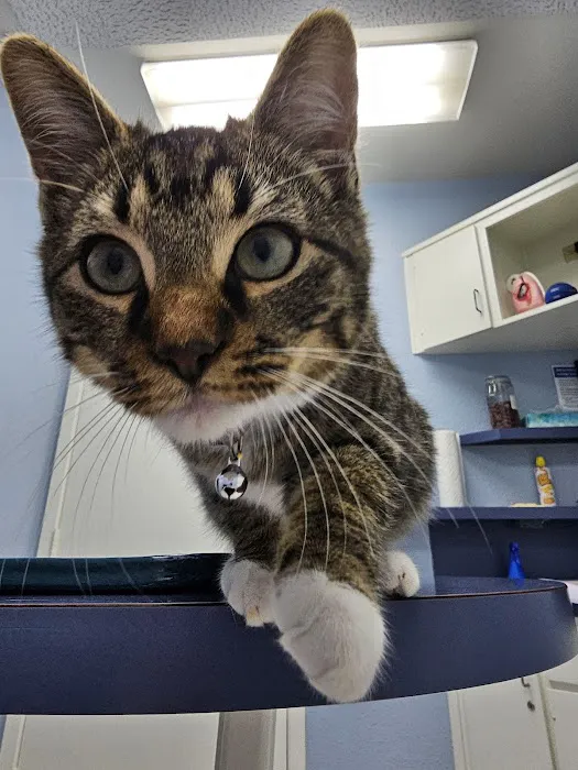 Animal Medical Center Copperas Cove 1