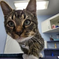 Animal Medical Center Copperas Cove ico