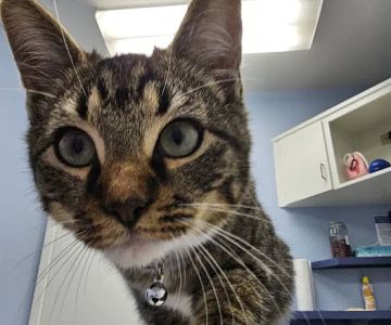 Animal Medical Center Copperas Cove