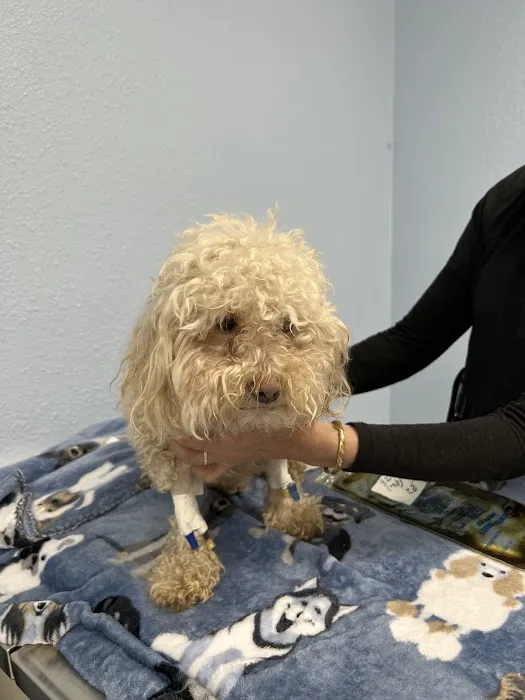 Animal Medical Center Copperas Cove 3