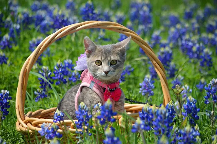 Animal Medical Center Copperas Cove 5
