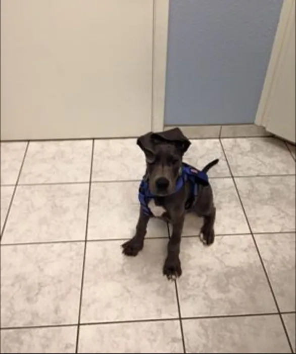Animal Medical Center Copperas Cove 9