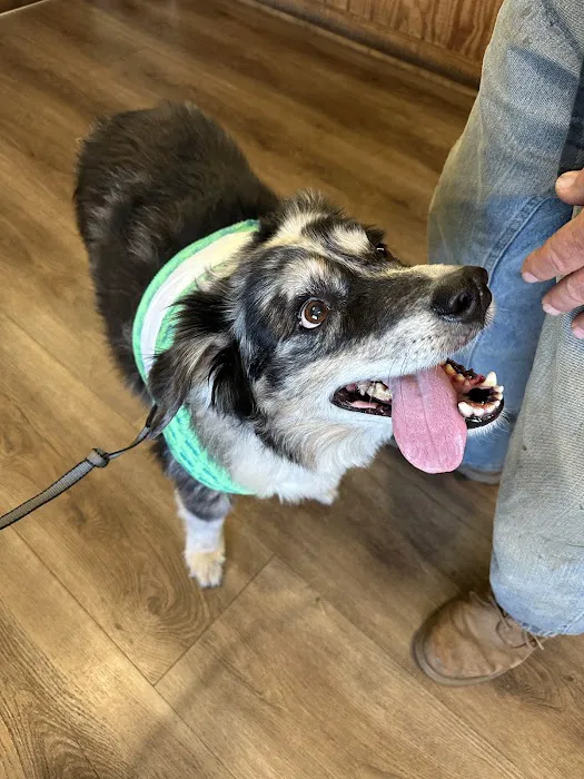Acton Veterinary Clinic 3