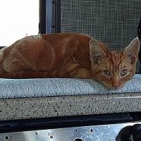 Acton Veterinary Clinic ico