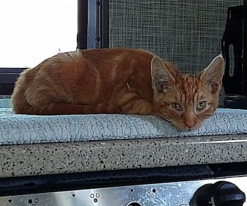 Acton Veterinary Clinic