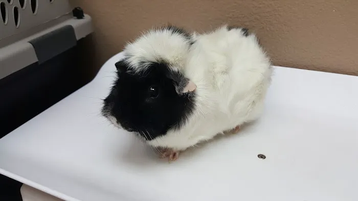 All Care Pet Clinic 6