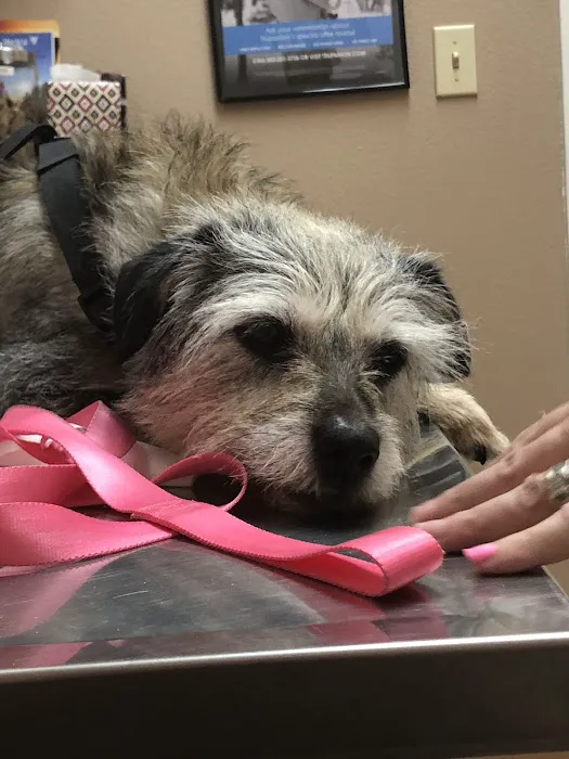 All Care Pet Clinic 4