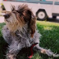 All Care Pet Clinic ico