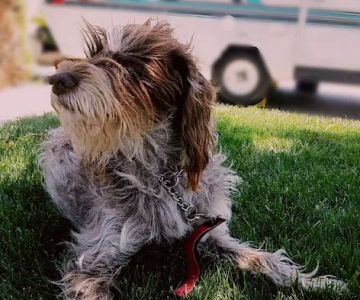 All Care Pet Clinic