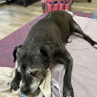 Calabasas Animal Clinic ico