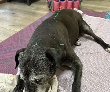 Calabasas Animal Clinic