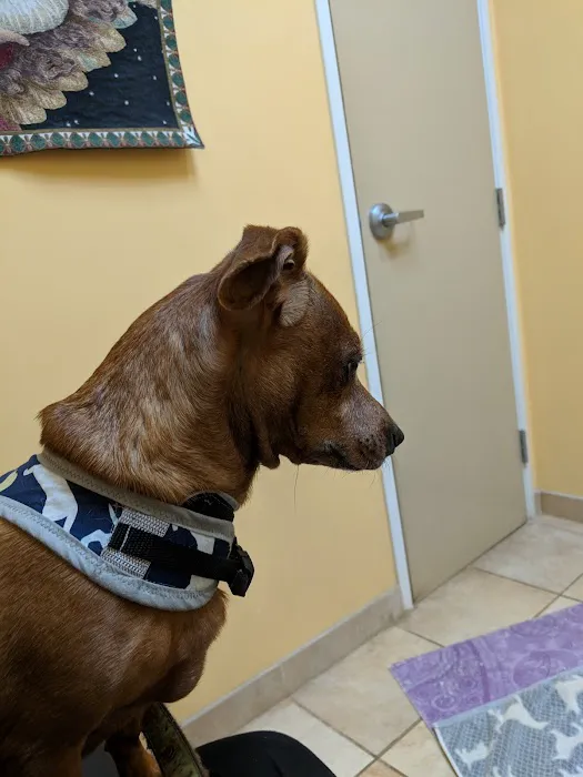 Calabasas Animal Clinic & Holistic Veterinary Center 4