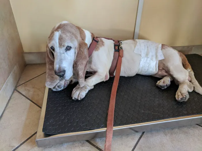 Calabasas Animal Clinic & Holistic Veterinary Center 3