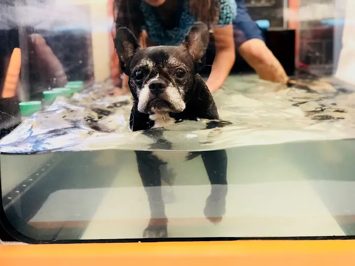Calabasas Animal Clinic & Holistic Veterinary Center 5