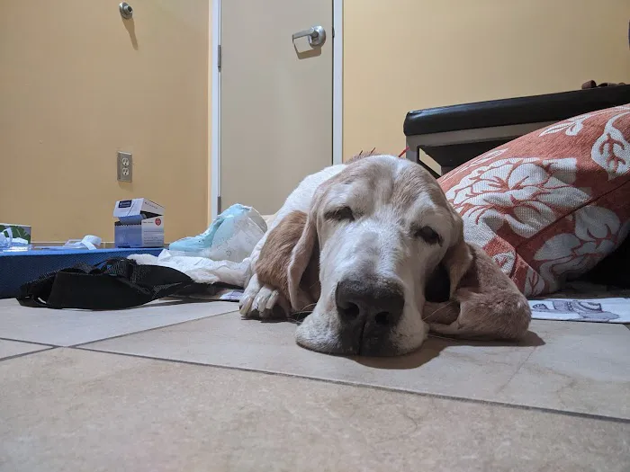 Calabasas Animal Clinic & Holistic Veterinary Center 6