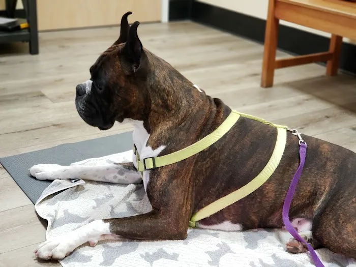 Calabasas Animal Clinic & Holistic Veterinary Center 2