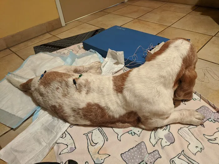 Calabasas Animal Clinic & Holistic Veterinary Center 9