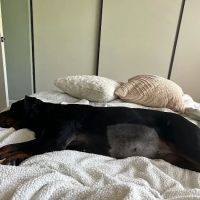 Agoura Animal Clinic: Jennifer Chu, D.V.M. ico