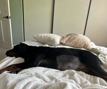 Agoura Animal Clinic: Jennifer Chu, D.V.M.