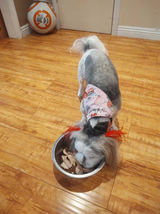 Agoura Animal Clinic: Jennifer Chu, D.V.M. 8
