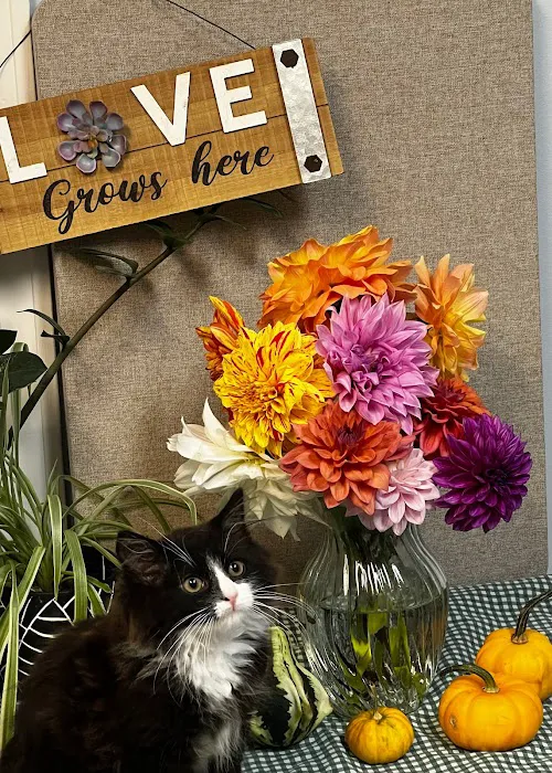 Veterinary Specialty Center of Sturbridge 9