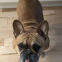 Hilltop Animal Clinic ico