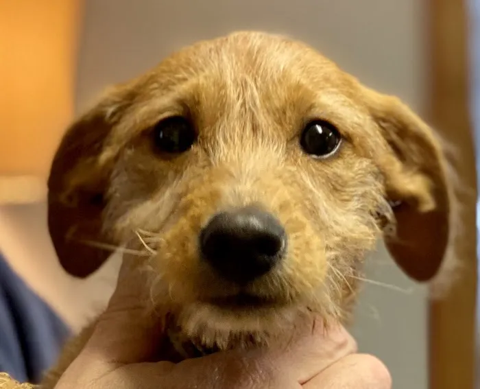 Baystate Mobile Veterinary Services 4