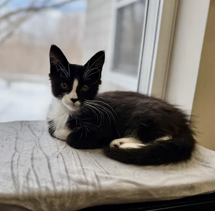 Baystate Mobile Veterinary Services 5