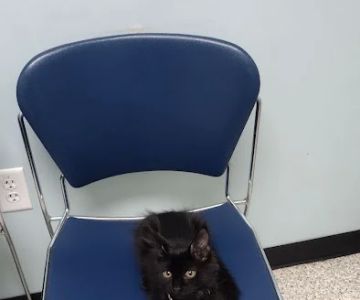 Second Chance Animal Services Community Veterinary Hospital