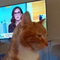 Southbridge Veterinary Hospital ico