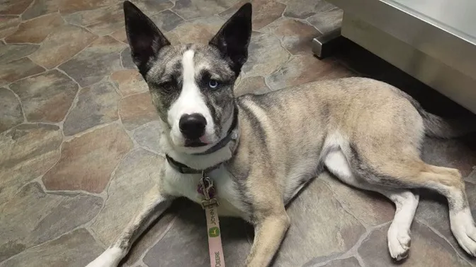 Paxton Animal Hospital 6