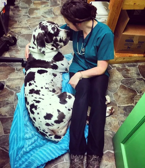 Paxton Animal Hospital 1