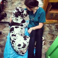 Paxton Animal Hospital ico