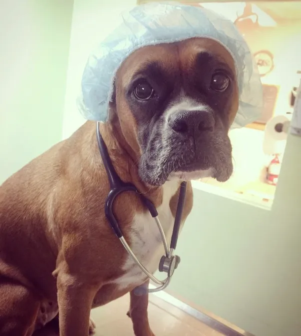 Paxton Animal Hospital 8