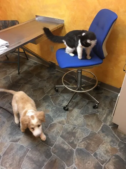 Paxton Animal Hospital 5
