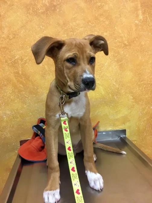 Paxton Animal Hospital 10