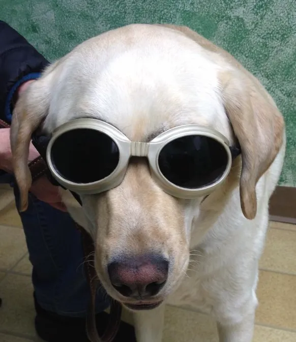 Paxton Animal Hospital 7