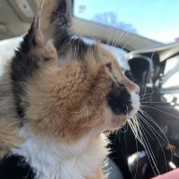 Westside Animal Clinic, A Thrive Pet Healthcare Partner ico